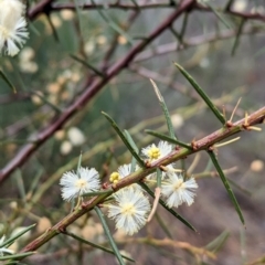 Acacia genistifolia at Livingstone National Park - 9 Jun 2024