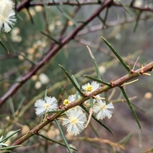 Acacia genistifolia at Livingstone National Park - 9 Jun 2024 11:15 AM