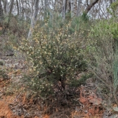 Acacia genistifolia at Livingstone National Park - 9 Jun 2024