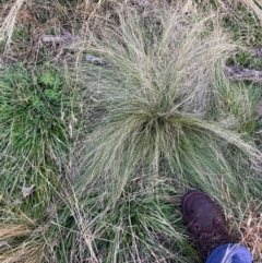 Nassella trichotoma (Serrated Tussock) at Watson, ACT - 10 Jun 2024 by waltraud