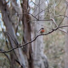 Petroica boodang (Scarlet Robin) at Livingstone National Park - 9 Jun 2024 by Darcy