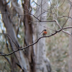 Petroica boodang (Scarlet Robin) at Big Springs, NSW - 9 Jun 2024 by Darcy