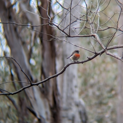 Petroica boodang (Scarlet Robin) at Big Springs, NSW - 9 Jun 2024 by Darcy