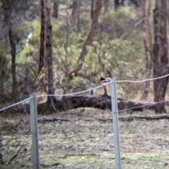 Petroica boodang at Livingstone National Park - 9 Jun 2024 11:39 AM