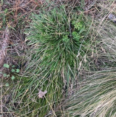 Nassella neesiana (Chilean Needlegrass) at Mount Majura - 10 Jun 2024 by waltraud