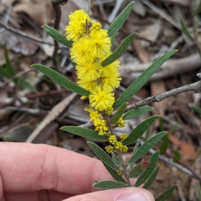 Acacia lanigera var. lanigera (Woolly Wattle, Hairy Wattle) at Big Springs, NSW - 9 Jun 2024 by Darcy