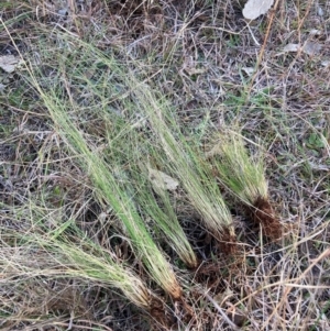 Nassella trichotoma at Mount Majura - 10 Jun 2024