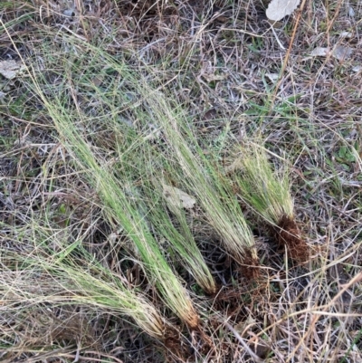 Nassella trichotoma (Serrated Tussock) at Watson, ACT - 10 Jun 2024 by waltraud