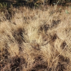 Eragrostis curvula (African Lovegrass) at Farrer Ridge - 12 Jun 2024 by julielindner