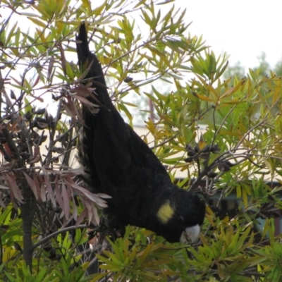Zanda funerea (Yellow-tailed Black-Cockatoo) at Richardson, ACT - 27 May 2009 by MB