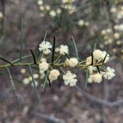 Acacia genistifolia (Early Wattle) at Livingstone National Park - 9 Jun 2024 by Darcy