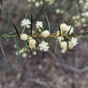 Acacia genistifolia at Livingstone National Park - 9 Jun 2024