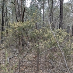 Acacia genistifolia at Livingstone National Park - 9 Jun 2024 12:09 PM