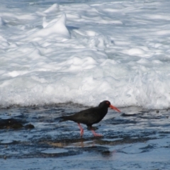 Haematopus fuliginosus (Sooty Oystercatcher) at South Pacific Heathland Reserve - 15 Jun 2009 by MB