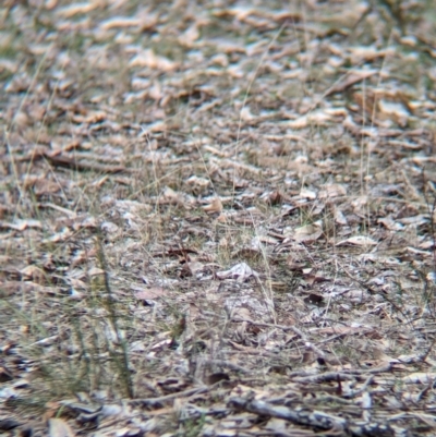 Pyrrholaemus sagittatus (Speckled Warbler) at Big Springs, NSW - 9 Jun 2024 by Darcy