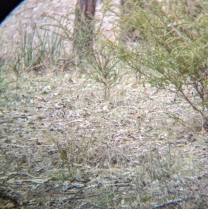 Pyrrholaemus sagittatus at Livingstone National Park - 9 Jun 2024