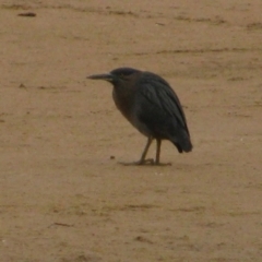 Botaurus poiciloptilus at Murramarang National Park - 13 Jun 2009 by MB