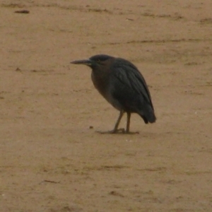 Egretta sacra at Murramarang National Park - 13 Jun 2009