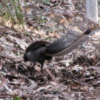 Menura novaehollandiae (Superb Lyrebird) at Carr St Burrawang walking trail entrance - 14 Jun 2009 by MB