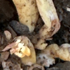 Unidentified Cap on a stem; gills below cap [mushrooms or mushroom-like] at Aranda, ACT - 12 Jun 2024 by lbradley