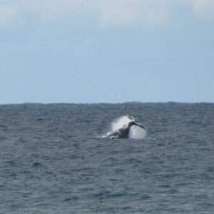 Whale-unknown species at Burrill Lake, NSW - 15 Jun 2009 02:54 PM