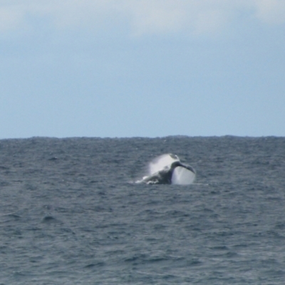 Whale-unknown species (Unidentified Whale) at Burrill Lake, NSW - 15 Jun 2009 by MB