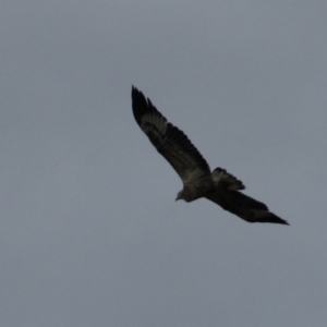 Haliaeetus leucogaster at Wairo Beach and Dolphin Point - 15 Jun 2009 03:18 PM