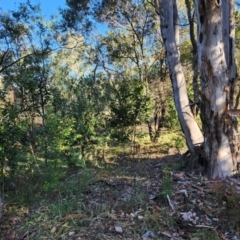 Unidentified Other Shrub at Farrer Ridge - 12 Jun 2024 by julielindner