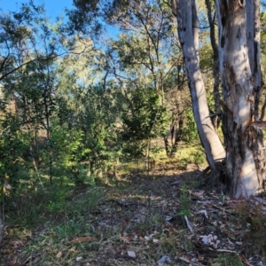 Ligustrum lucidum at Farrer Ridge - 12 Jun 2024