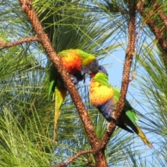 Trichoglossus moluccanus (Rainbow Lorikeet) at Lake Tabourie, NSW - 16 Jun 2009 by MB