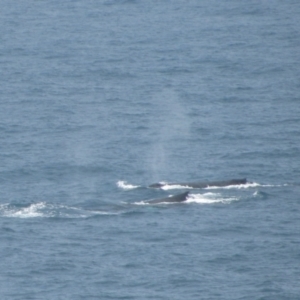 Whale-unknown species at Batemans Marine Park - 18 Jun 2009