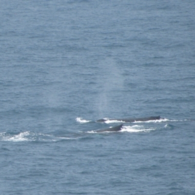 Whale-unknown species (Unidentified Whale) at Batemans Marine Park - 18 Jun 2009 by MB