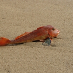 Chelidonichthys kumu (Red Gurnard) at Batemans Marine Park - 18 Jun 2009 by MB