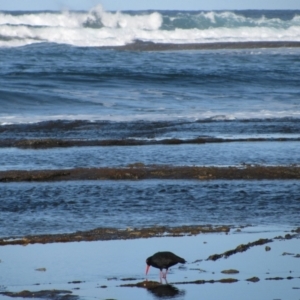 Haematopus fuliginosus at Batemans Marine Park - suppressed