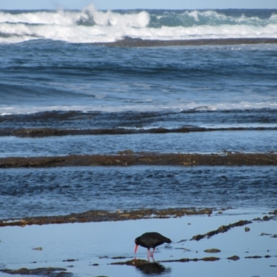 Haematopus fuliginosus (Sooty Oystercatcher) at Batemans Marine Park - 17 Jun 2009 by MB