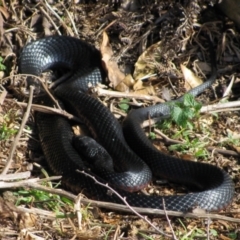 Pseudechis porphyriacus (Red-bellied Black Snake) at Pebbly Beach, NSW - 17 Jun 2009 by MB
