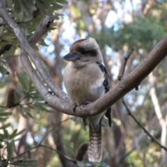 Dacelo novaeguineae (Laughing Kookaburra) at Murramarang National Park - 17 Jun 2009 by MB