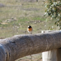 Petroica boodang (Scarlet Robin) at Namadgi National Park - 1 Aug 2009 by MB