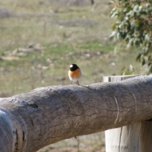 Petroica boodang at Namadgi National Park - 1 Aug 2009