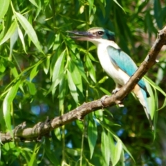 Todiramphus sanctus (Sacred Kingfisher) at Euberta, NSW - 2 Nov 2021 by MB