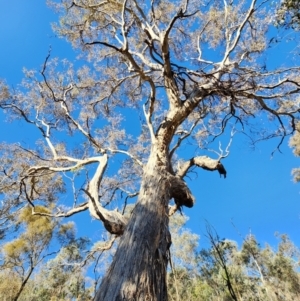 Eucalyptus melliodora at Red Hill Nature Reserve - 12 Jun 2024