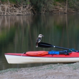 Dacelo novaeguineae at Yarragundry, NSW - 2 Nov 2021