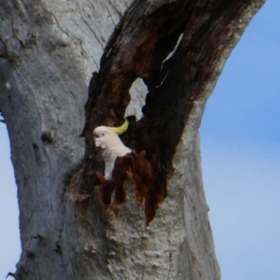 Cacatua galerita (Sulphur-crested Cockatoo) at Grong Grong, NSW - 5 Nov 2021 by MB