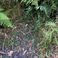 Juncus brevibracteus at Namadgi National Park - 3 Apr 2024