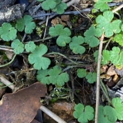 Hydrocotyle algida (Mountain Pennywort) at Cotter River, ACT - 3 Apr 2024 by Tapirlord