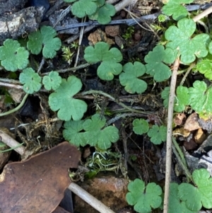 Hydrocotyle algida at Namadgi National Park - 3 Apr 2024