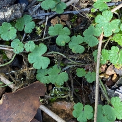 Hydrocotyle algida (Mountain Pennywort) at Cotter River, ACT - 3 Apr 2024 by Tapirlord