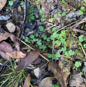 Hydrocotyle algida at Namadgi National Park - 3 Apr 2024