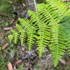 Hypolepis glandulifera (Downy Ground Fern) at Cotter River, ACT - 3 Apr 2024 by Tapirlord