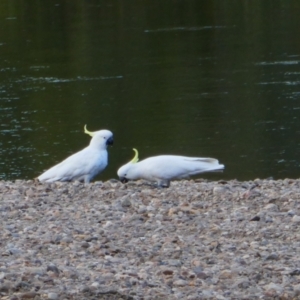 Cacatua galerita at Yarragundry, NSW - 2 Nov 2021 07:21 PM